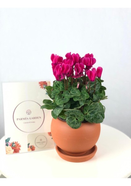Parmia Garden Canlı Sıklamen Çiçeği