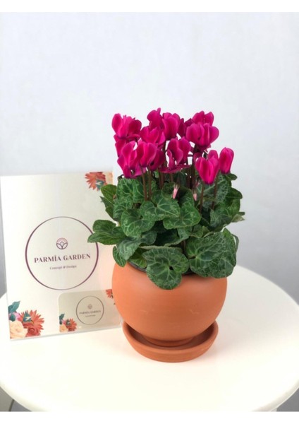 Parmia Garden Canlı Sıklamen Çiçeği fiyatları