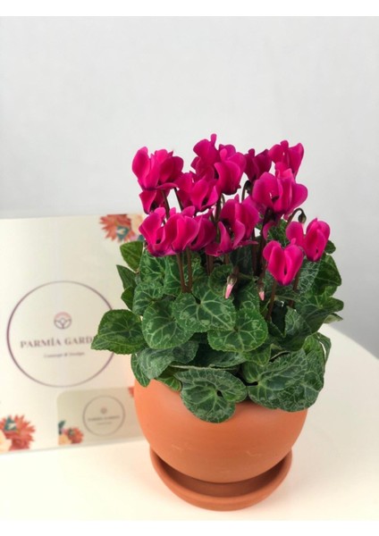 Parmia Garden Canlı Sıklamen Çiçeği modelleri