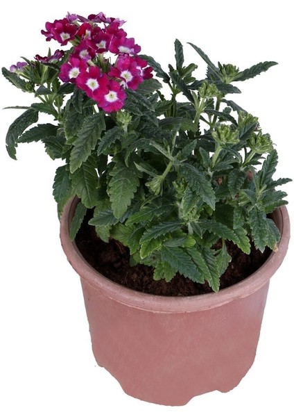 Yayılıcı Mine Çiçeği Saksı'da (Verbena Officinalis)