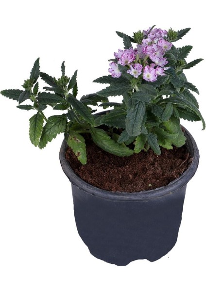 Yayılıcı Mine Çiçeği Saksı'da (Verbena Officinalis)