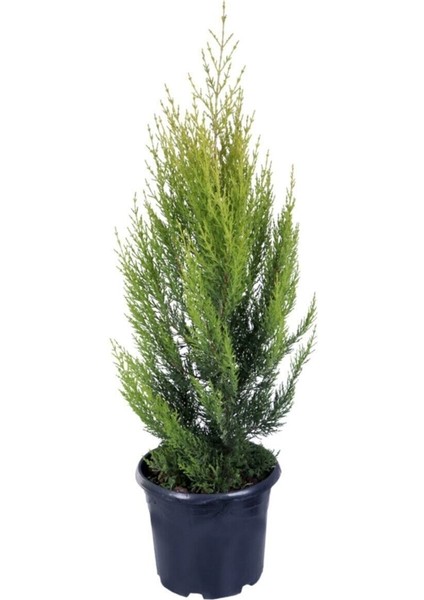 Limon Çamı Limoni Servi 70 80 cm