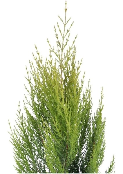 Limon Çamı Limoni Servi 70 80 cm fiyatları