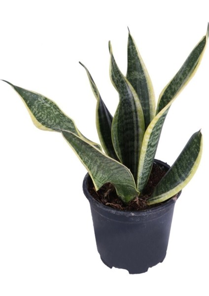 Paşa Kılıcı, Saksıda, Peygamber Kılıcı, Paşa Kılıcı Sansevieria 30-40 cm