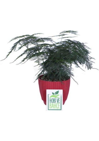 Tül Kuşkonmaz Çiçeği, Saksıda Asparagus Plumosus