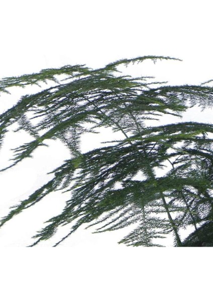 Tül Kuşkonmaz Çiçeği, Saksıda Asparagus Plumosus fiyatları