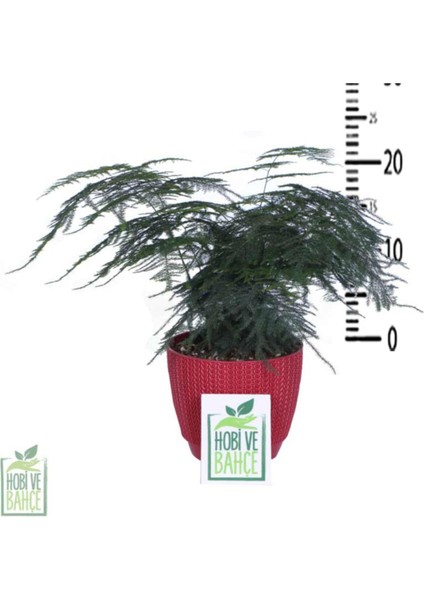 Tül Kuşkonmaz Çiçeği, Saksıda Asparagus Plumosus modelleri
