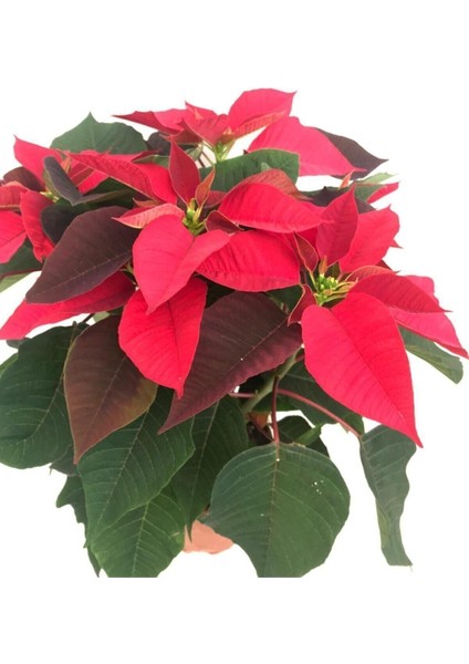 Videolu 1 Adet Salon/ofis Atatürk Çiçeği 30-60 cm Saksılı Iç Mekan Bitkiler Poinsettia