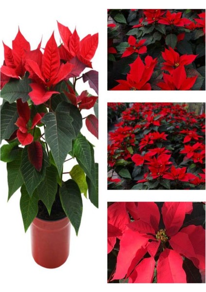 Videolu 1 Adet Salon/ofis Atatürk Çiçeği 30-60 cm Saksılı Iç Mekan Bitkiler Poinsettia fiyatları