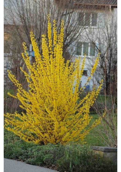 (2ADET) Altın Çanak Fidanı (Cercidiphyllum Japonicum) fiyatları