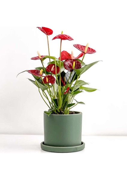 Antoryum Çiçeği-Flamingo Çiçeği Ruby Yeşil Saksılı - Anthurium 40-60 cm