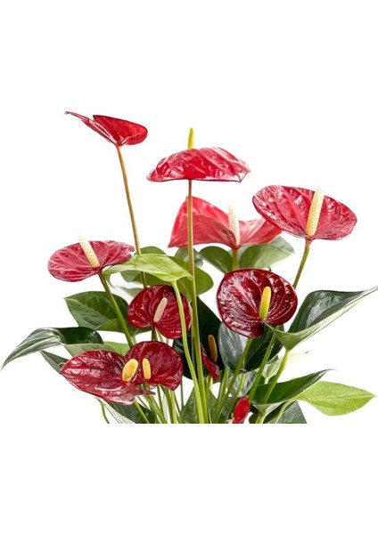 Antoryum Çiçeği-Flamingo Çiçeği Ruby Yeşil Saksılı - Anthurium 40-60 cm