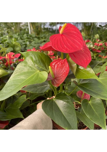 Antoryum Çiçeği-Flamingo Çiçeği Ruby Yeşil Saksılı - Anthurium 40-60 cm