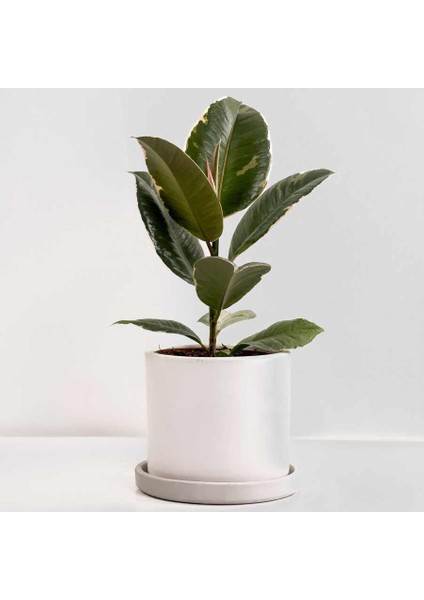 Alacalı Kauçuk Bitkisi-Ruby Beyaz Saksılı- 30-40 Cm-Ficus Elastica Tineke