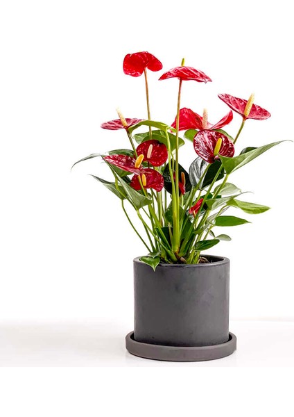 Antoryum Çiçeği-Flamingo Çiçeği Ruby Antrasit Saksılı - Anthurium 40-60 cm