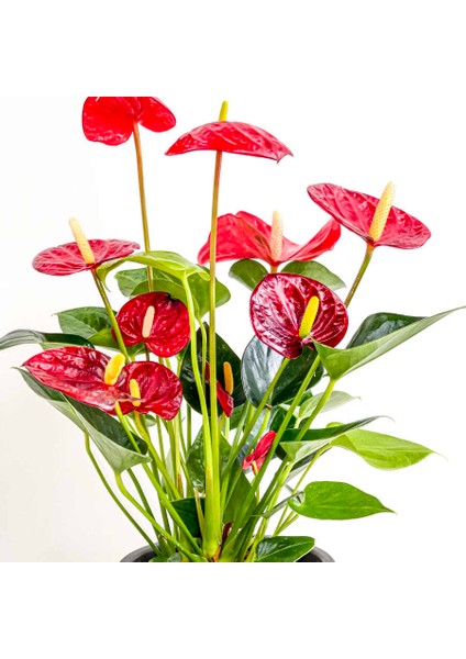 Antoryum Çiçeği-Flamingo Çiçeği Ruby Antrasit Saksılı - Anthurium 40-60 cm