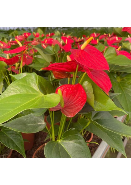 Antoryum Çiçeği-Flamingo Çiçeği Ruby Antrasit Saksılı - Anthurium 40-60 cm