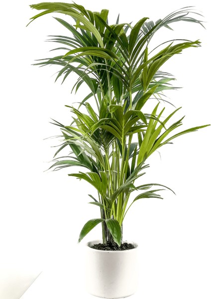 Kentia Palmiyesi-Howea Forsteriana - Ruby Beyaz Saksılı 120-140 Cm
