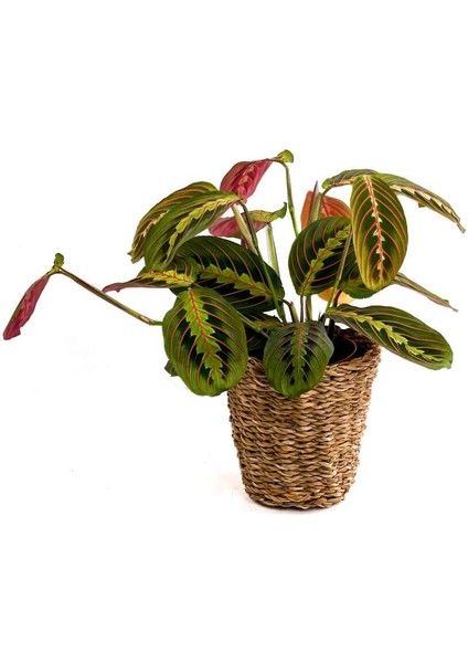 Maranta Fascinator Lanesse Düz Hasır Saksılı Dua Çiçeği-Ithal 40-50 cm