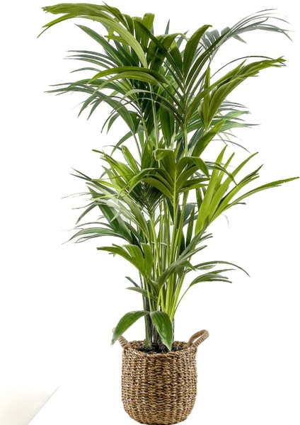 Kentia Palmiyesi-Howea Forsteriana - Basic Hasır Saksılı 120-140 Cm
