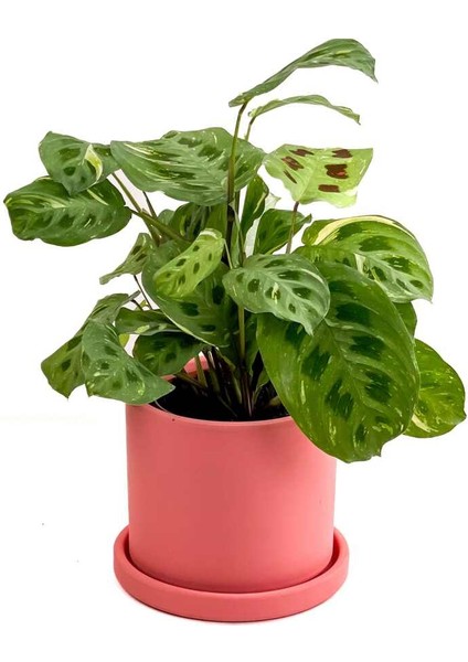 Maranta Kerchoveana-Ruby Pembe Saksılı Dua Çiçeği-Ithal 30-40 cm