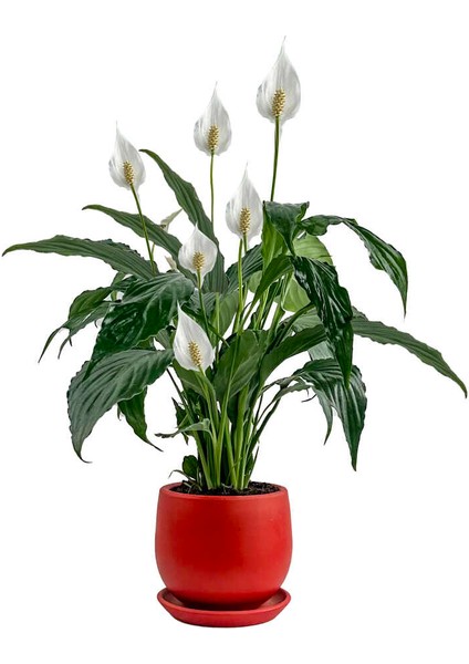 Barış Çiçeği - Curvy Kırmızı Saksılı-Spathiphyllum