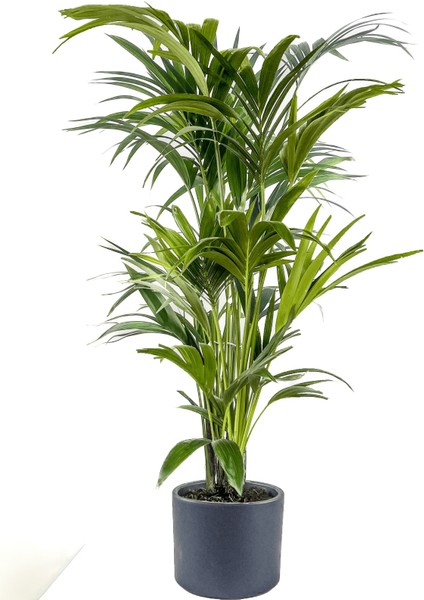 Kentia Palmiyesi-Howea Forsteriana - Ruby Antrasit Saksılı 120-140 Cm