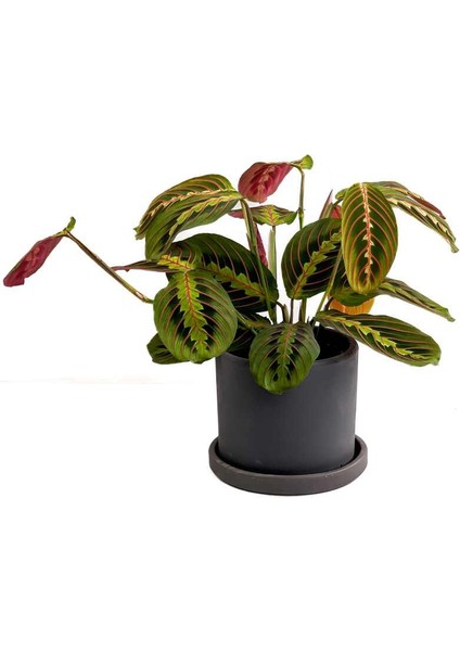 Maranta Fascinator Ruby Antrasit Saksılı Dua Çiçeği-Ithal 40-50 cm