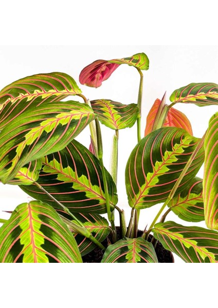Maranta Fascinator Ruby Antrasit Saksılı Dua Çiçeği-Ithal 40-50 cm