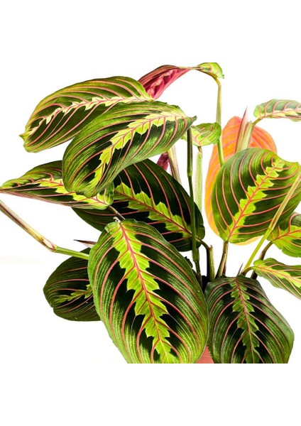 Maranta Fascinator Ruby Antrasit Saksılı Dua Çiçeği-Ithal 40-50 cm