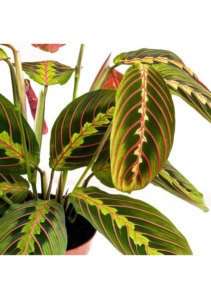 Maranta Fascinator Ruby Antrasit Saksılı Dua Çiçeği-Ithal 40-50 cm