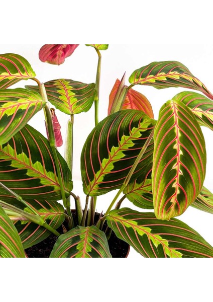 Maranta Fascinator Ruby Antrasit Saksılı Dua Çiçeği-Ithal 40-50 cm