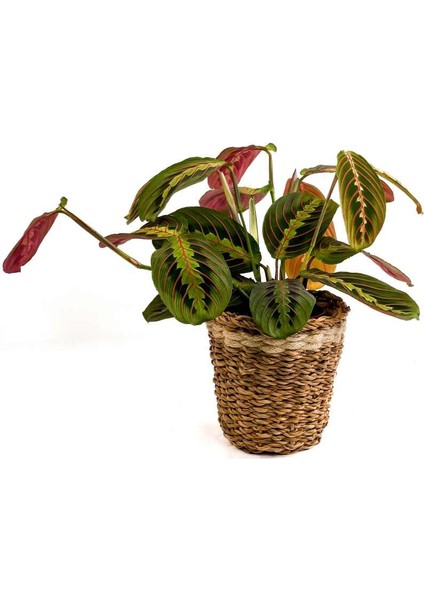 Maranta Fascinator Lanesse Beyaz Hasır Saksılı Dua Çiçeği-Ithal 40-50 cm