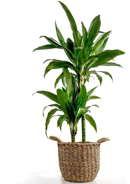 Dracaena Fragrans Janet 2 Gövdeli Basic Hasır Saksılı 80-100CM