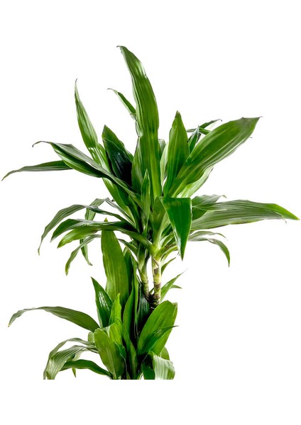Dracaena Fragrans Janet 2 Gövdeli Basic Hasır Saksılı 80-100CM