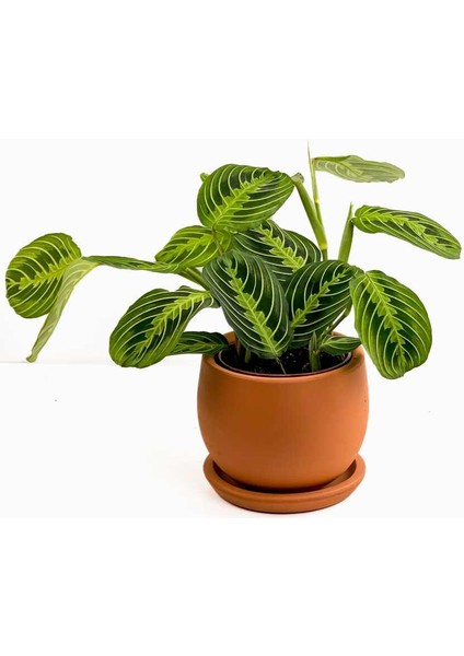 Maranta Leuconeura Lemon Lime - Dua Çiçeği Curvy Terra Cotta Saksılı-Ithal 30-40 cm
