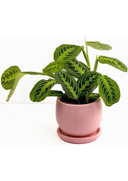 Maranta Leuconeura Lemon Lime - Dua Çiçeği Curvy Pembe Saksılı-Ithal 30-40 cm