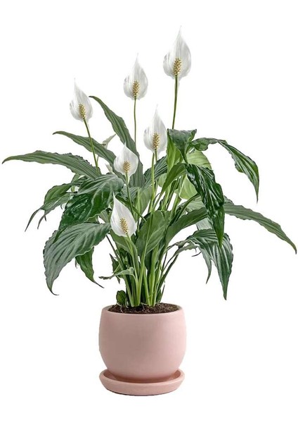 Barış Çiçeği - Curvy Pembe Saksılı-Spathiphyllum
