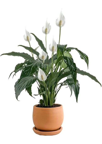 Barış Çiçeği - Curvy Terra Cotta Saksılı-Spathiphyllum