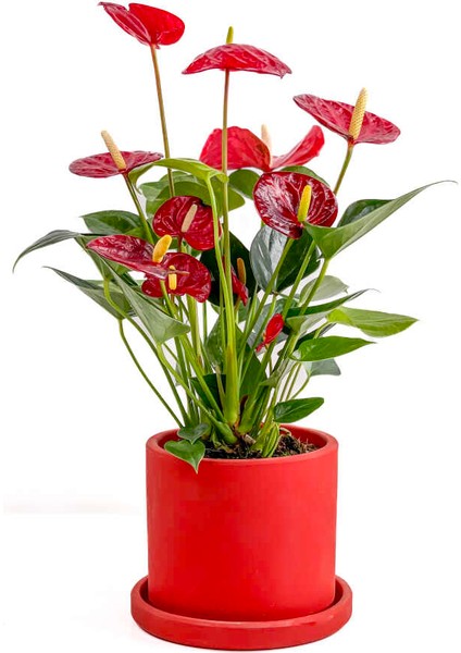 Antoryum Çiçeği-Flamingo Çiçeği Ruby Kırmızı Saksılı - Anthurium 40-60 cm