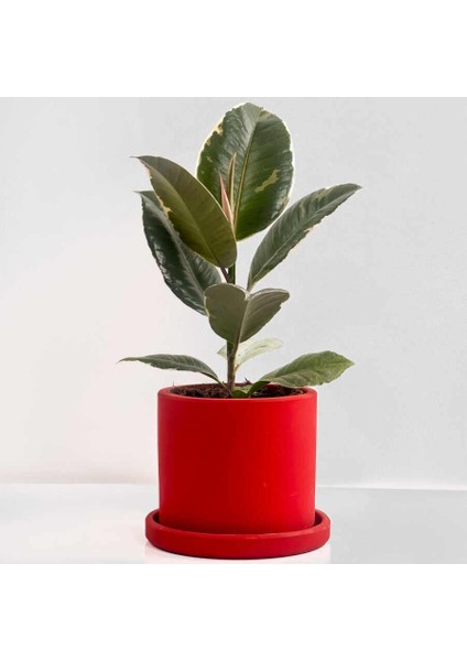 Alacalı Kauçuk Bitkisi-Ruby Kırmızı Saksılı- 30-40 Cm-Ficus Elastica Tineke