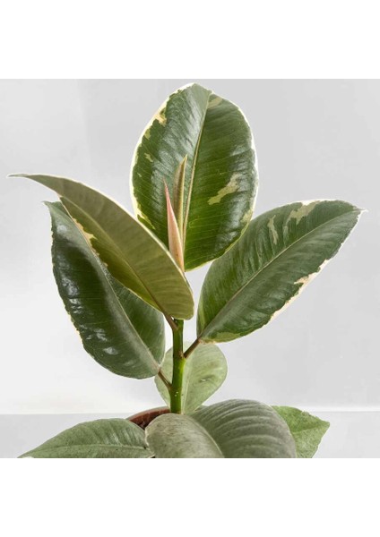 Alacalı Kauçuk Bitkisi-Ruby Kırmızı Saksılı- 30-40 Cm-Ficus Elastica Tineke fiyatları
