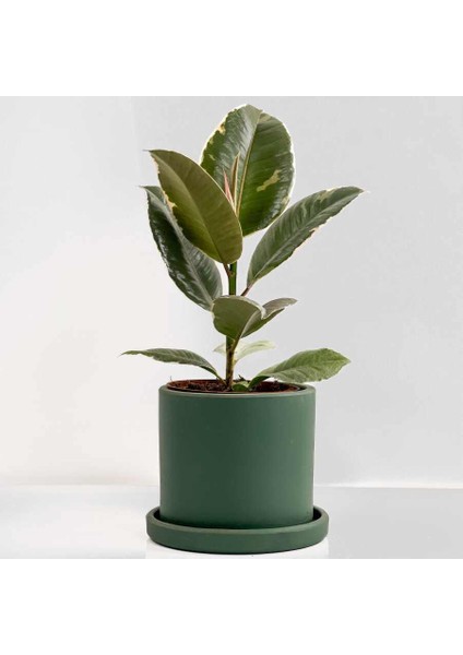 Alacalı Kauçuk Bitkisi-Ruby Yeşil Saksılı- 30-40 Cm-Ficus Elastica Tineke