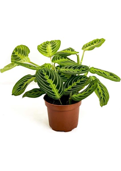 Maranta Leuconeura Lemon Lime - Dua Çiçeği-Ithal 30-40 cm