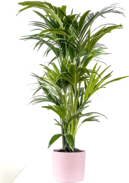 Kentia Palmiyesi-Howea Forsteriana - Ruby Pembe Saksılı 120-140 Cm
