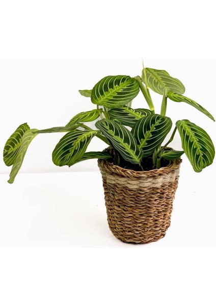 Maranta Leuconeura Lemon Lime - Dua Çiçeği Lanesse Beyaz Hasır Saksılı-Ithal 30-40 cm