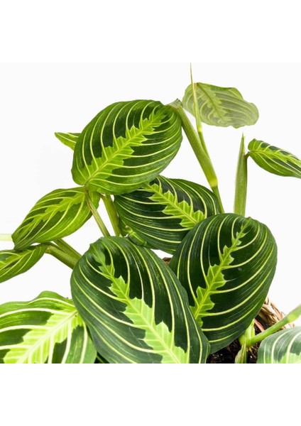 Maranta Leuconeura Lemon Lime - Dua Çiçeği Lanesse Beyaz Hasır Saksılı-Ithal 30-40 cm fiyatları