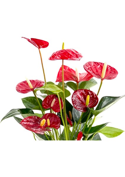 Antoryum Çiçeği-Flamingo Çiçeği Ruby Kırmızı Saksılı - Anthurium 40-60 cm