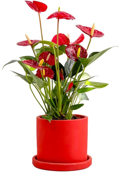 Antoryum Çiçeği-Flamingo Çiçeği Ruby Kırmızı Saksılı - Anthurium 40-60 cm