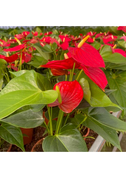 Antoryum Çiçeği-Flamingo Çiçeği Ruby Kırmızı Saksılı - Anthurium 40-60 cm